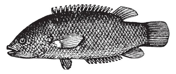 登山鲈鱼是 Acanthopterygian 鱼的属 复古线条画或雕刻插图 — 图库矢量图片