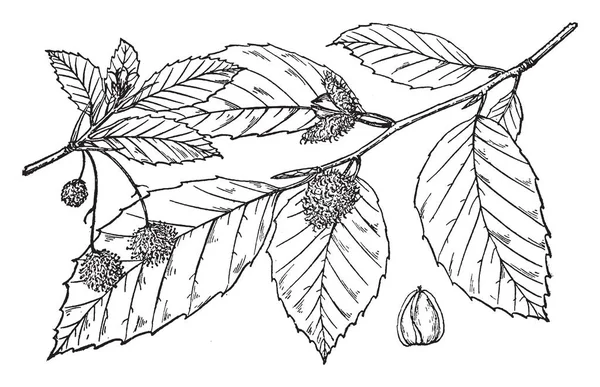 叶子和果实的树枝 果实大小小 在柔软的刺层中尖锐倾斜 复古线条画或雕刻插图 — 图库矢量图片