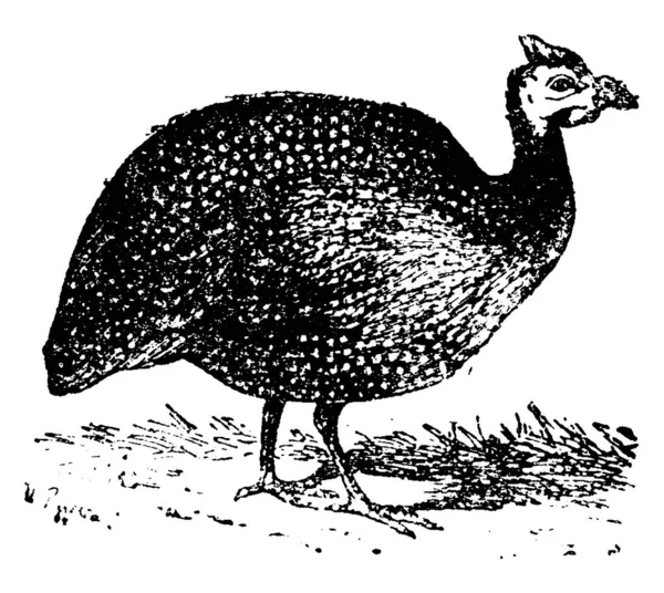 Guineafowl Ilustración Grabada Vintage Historia Natural Los Animales 1880 — Archivo Imágenes Vectoriales