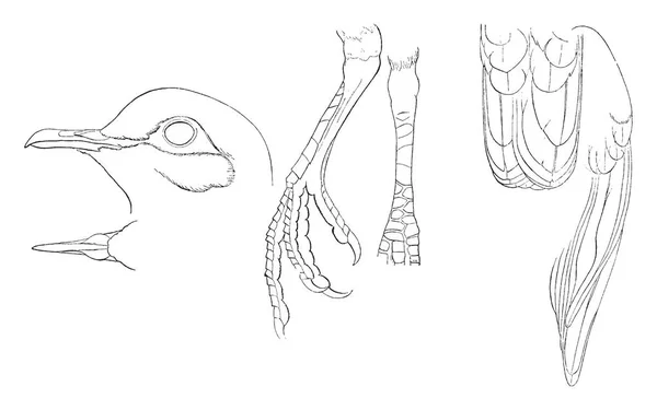Подробности Голова Нога Натурального Размера Рисунок Винтажной Линии Гравировка Иллюстрации — стоковый вектор