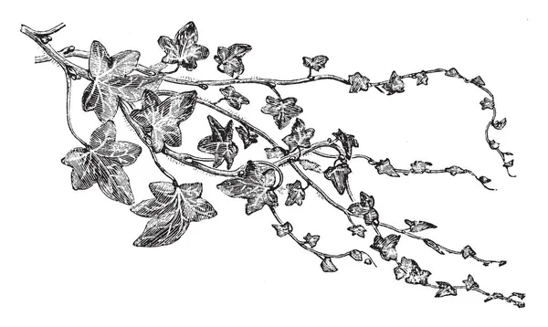 Είναι Μια Αειθαλή Ορειβάτης Φύλλα Σχήμα Καρδιάς Μωβ Πράσινο Φύλλα — Διανυσματικό Αρχείο