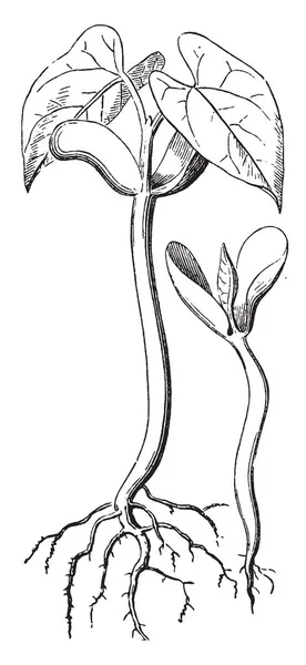 Картинка Продвинутым Саженцем Бобового Растения Рисунок Винтажной Линии Гравировка — стоковый вектор