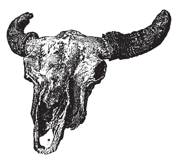 Buffalo Uma Espécie Bisonte Norte Americana Que Percorreu Pastagens América —  Vetores de Stock
