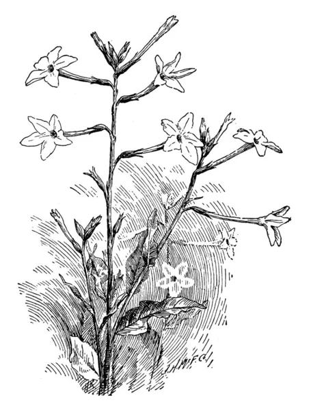 烟草阿拉塔玉兰是一个晚香玉花的烟草厂 纤细的小号形状的花朵 复古线条画或雕刻插图 — 图库矢量图片