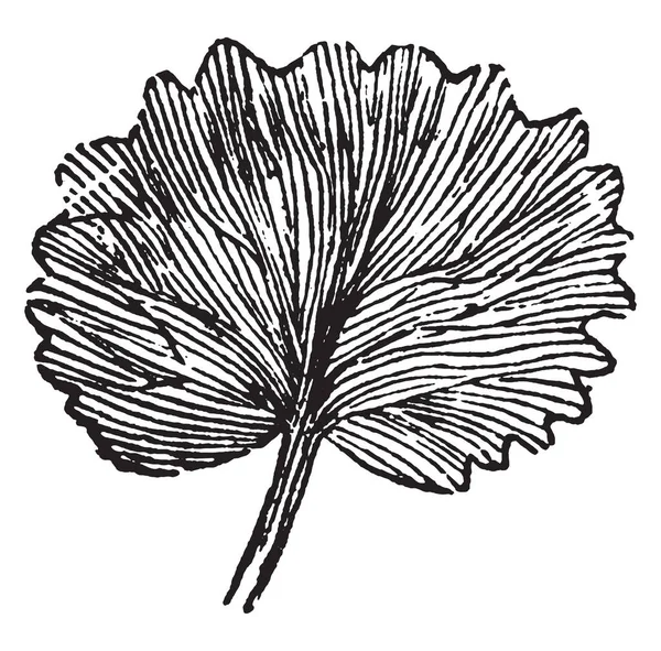 叶子形状是复合的 从叶子的下部到中央的静脉 复古线条画或雕刻插图 — 图库矢量图片