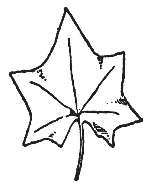 List Lezení Mikania Přírodní Vzor Tomto Návrhu Vintage Kreslení Čar — Stockový vektor