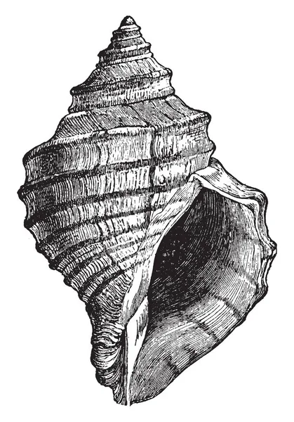 Chrysodomus Decemcostatus Characteristic Fusoid Gastropod Northern Atlantic Vintage Line Drawing — Stock Vector