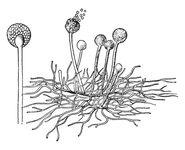 Une Image Montrant Moule Commun Trouvé Sur Les Fruits Pain — Image vectorielle