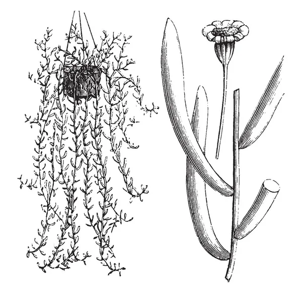 Ophthorna Nın Ortak Adıdır Ragvort Çiçek Capsifolia Çeşitli Kafasına Doğru — Stok Vektör