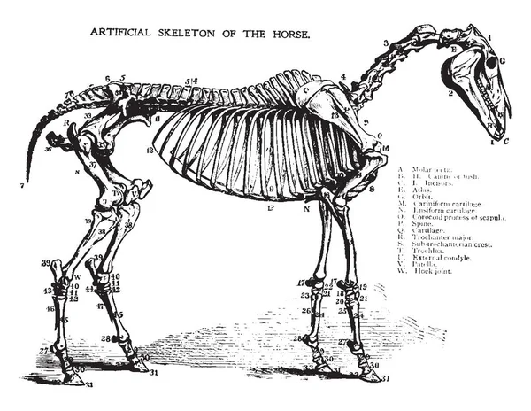 马骨架的骨盆肢体通常包含19骨头 而胸腔包含20骨头 复古线条画或雕刻插图 — 图库矢量图片