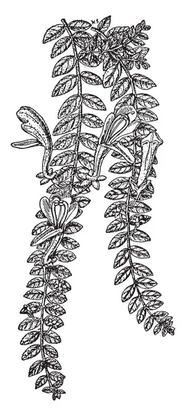 この植物は イワタバコです 起源は 中央および南アメリカとカリブ海からです Columnea グロリオサは コスタリカにネイティブです 花は緋色と黄色 ビンテージ ライン図面やイラストを彫刻 — ストックベクタ