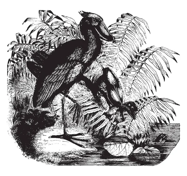 Vintage Stil Illustration Von Vogel Mit Farnbusch — Stockvektor