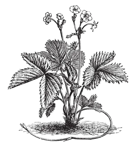 这是野生草莓的植物 它的顶端有花 叶子是深尖锐的 上面有线条 它看起来像一个爬行者 复古线条画或雕刻插图 — 图库矢量图片
