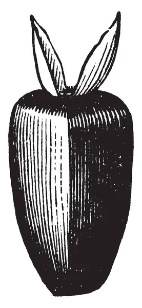 Изображение Подсолнечника Лепесток Внешней Части Круга Часть Называется Каликс Рисунок — стоковый вектор