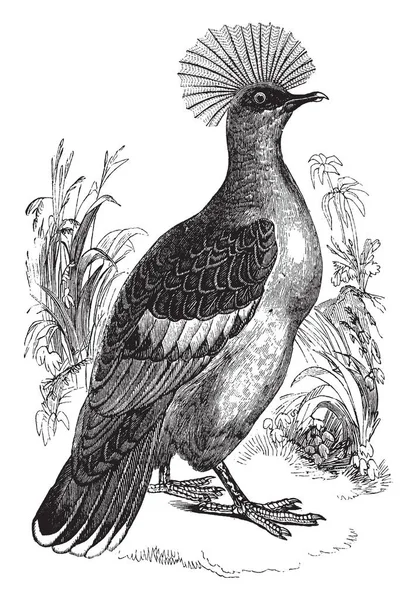 Goura Crowned Pigeon Preferisce Trascorrere Maggior Parte Del Suo Tempo — Vettoriale Stock