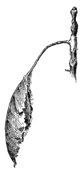 Promethea Moth Cocoon Görs Utbyggnaden Ett Löv Vintage Linje Ritning — Stock vektor