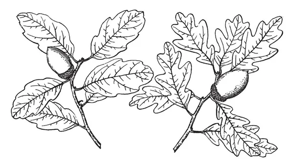 在这个图像中也被称为栎 Douglasii 树枝是一棵蓝色的橡树 复古线条画或雕刻插图 — 图库矢量图片