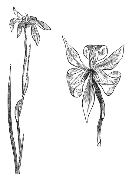 Obrázek Ukazuje Kvetoucí Moraea Irioides Květin Které Obsahuje Žluté Fialové — Stockový vektor