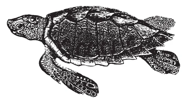 Loggerhead Черепаха Океаническая Черепаха Распространяется Всему Миру Морская Рептилия Рисунок — стоковый вектор