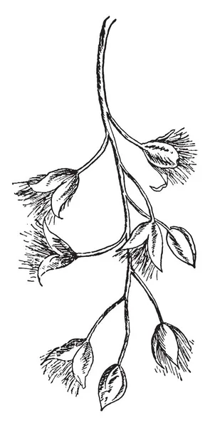 Ein Bild Das Einen Teil Der Fruchtbarkeit Des Sumpfbaums Zeigt — Stockvektor