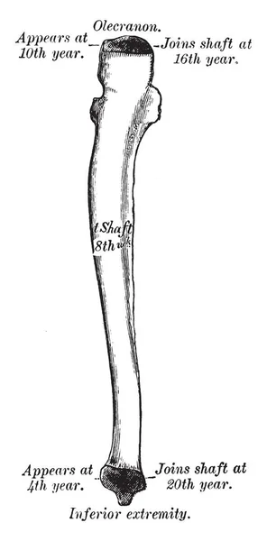 Esta Ilustración Representa Ulna Dibujo Línea Vintage Ilustración Grabado — Archivo Imágenes Vectoriales