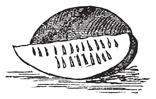 Obrázek Ukazující Ovoce Meloun Který Známý Lahodné Ovoce Vintage Kreslení — Stockový vektor