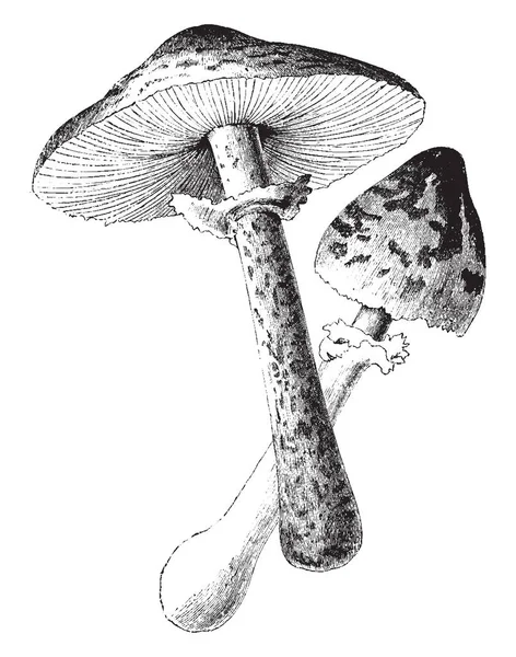 Image Parasol Mushroom Cap Speaks Upper Part Lower Part Called — Stock Vector