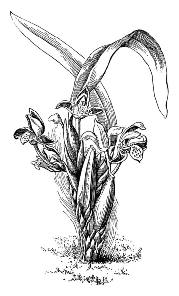 Questa Immagine Fiore Chiamato Maxillaria Houtteana Questo Fiore Trova Guatemala — Vettoriale Stock