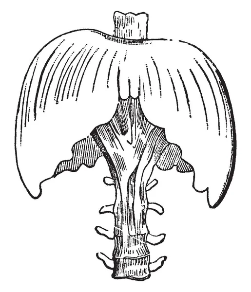 이것은 근육에 남자와는 포유류 일반적으로 해부학 빈티지 그림에 — 스톡 벡터