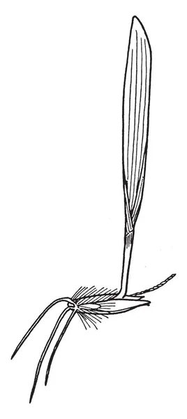 Detta Gräs Hittade Skogen Plantorna Också Hårig Och Långa Mörka — Stock vektor