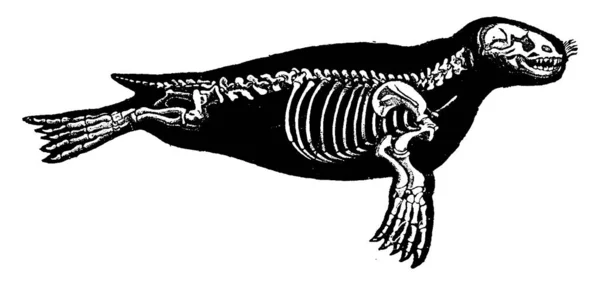 密封骨架 复古雕刻插图 动物的自然历史 1880 — 图库矢量图片