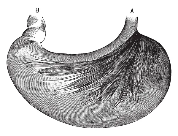 Illustration Represents Stomach Vintage Line Drawing Engraving Illustration — Stock Vector