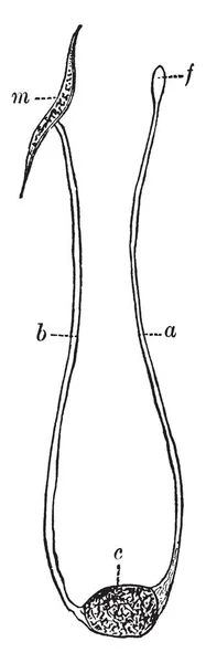 Deze Afbeelding Vertegenwoordigt Zenuwstelsel Vintage Lijntekening Gravure Illustratie — Stockvector