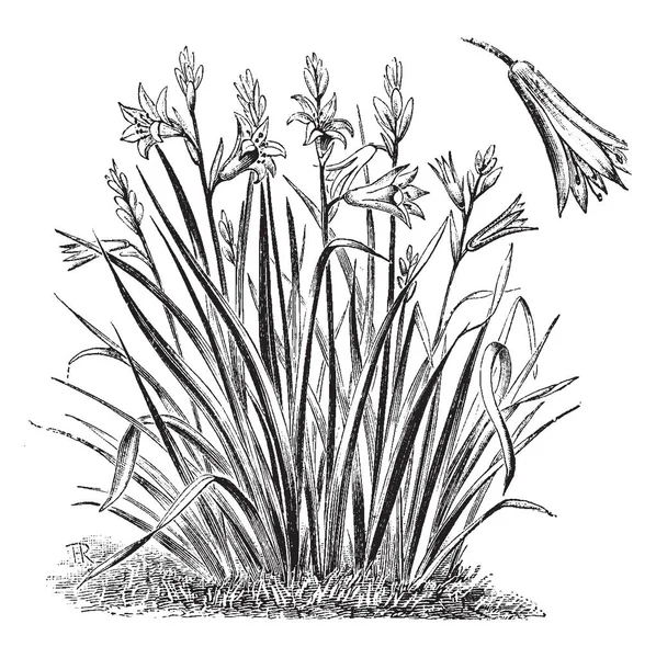 一张图片显示的是莱蒂康的枝条和花 也被称为圣布鲁诺百合 山花是透明的白色 每个钟点都有一个绿色的斑点 年份线画或雕刻插图 — 图库矢量图片