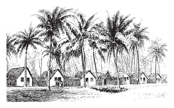 画像は ココナッツの木 ビンテージの線描画や彫刻イラスト囲ま小屋を示しています — ストックベクタ
