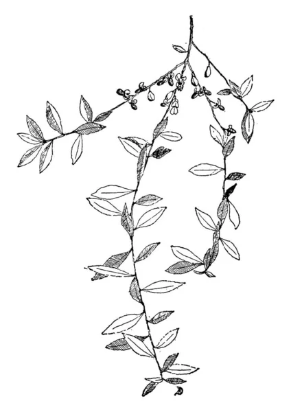 这是一棵常青树 它原产于南美洲 这棵树是落叶的 复古线条画或雕刻插图 — 图库矢量图片