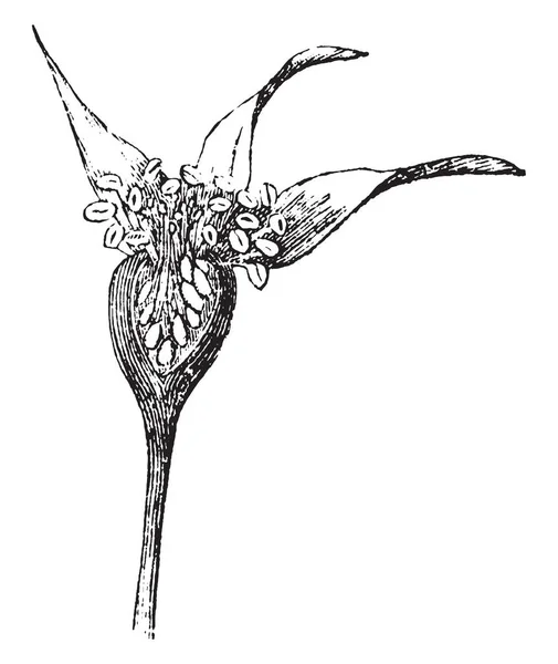 Μια Εικόνα Που Δείχνει Ένα Τριαντάφυλλο Μπουμπούκι Οφθαλμός Είναι Παχύ — Διανυσματικό Αρχείο