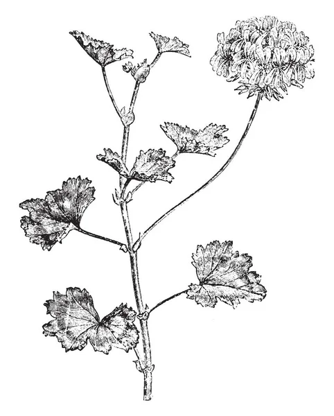 Pelargonium Zonale Arbusto Erguido Revuelto Que Normalmente Crece Hasta Aproximadamente — Archivo Imágenes Vectoriales