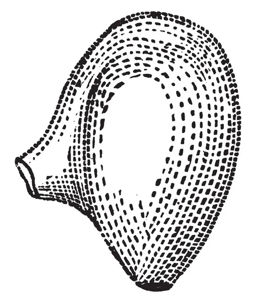 珠として図のようにアオイの Amphitropous 胚珠私された Chalaza ヴィンテージの線描画や彫刻イラスト — ストックベクタ