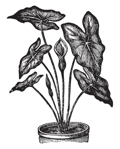 钙是开花植物 叶子是心形的 颜色组合为红色 粉红色 黄褐色和绿色 复古线条画或雕刻插图 — 图库矢量图片