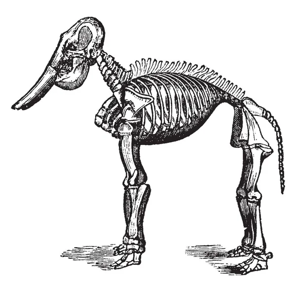 Elefante Fósil Pertenece Familia Elephantidae Única Familia Restante Dentro Del — Archivo Imágenes Vectoriales