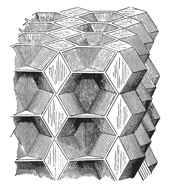 Une Image Montrant Construction Idéale Tissu Cellulaire Qui Est Formé — Image vectorielle