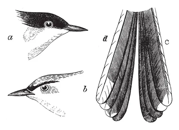 Esta Imagen Representa Gnat Catcher Con Tapa Negra Dibujo Línea — Archivo Imágenes Vectoriales