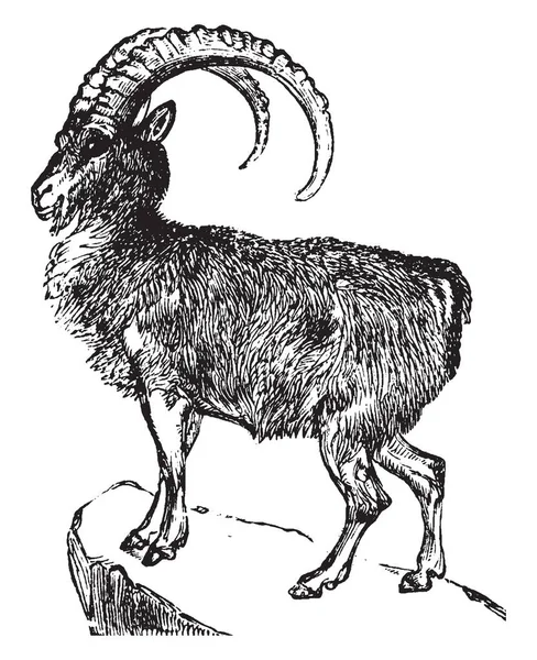 Ibex Una Especie Cabra Silvestre Que Vive Las Montañas Los — Archivo Imágenes Vectoriales