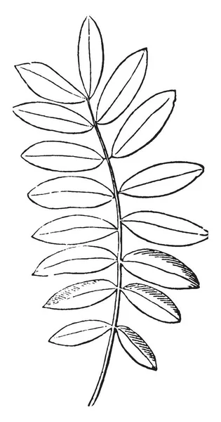 Esta Imagen Hay Sus Hojas Con Los Bordes Del Tallo — Archivo Imágenes Vectoriales