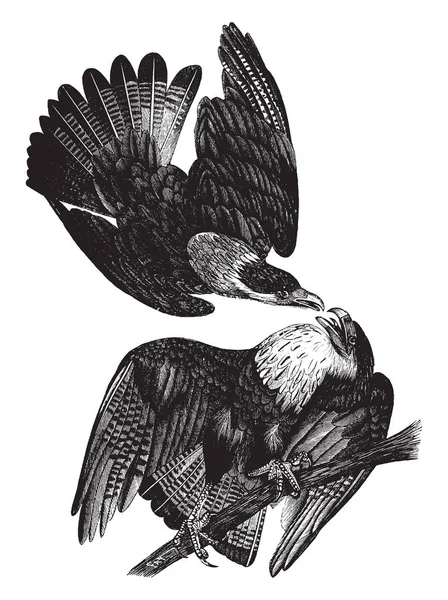 Caracara Eagle Найден Сентале Южной Америке Рисунок Винтажных Линий Гравировка — стоковый вектор