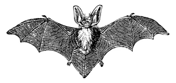 Morcego Orelhas Longas Cinzento Ilustração Gravada Vintage História Natural Dos — Vetor de Stock
