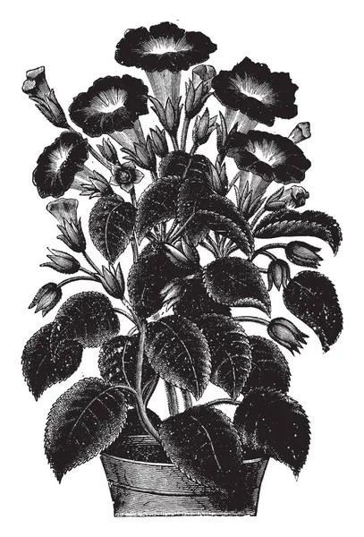 사진은 Gloxinia Gesneroides 식물에 속한다 하이브리드 빈티지 그림에 선명한 — 스톡 벡터