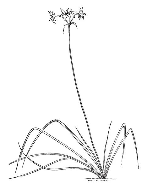 Leucocoryne Ixiodes 它可以长到1英尺 叶子长而折叠 这生长在茎下部 复古线条画或雕刻插图 — 图库矢量图片