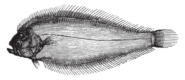 Sole Liscia Quattro Cinque Pollici Lunghezza Disegno Linea Vintage Incisione — Vettoriale Stock